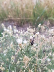 Cyphocleonus achates