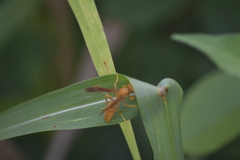 Gyrostoma