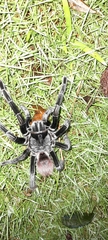 Sericopelma