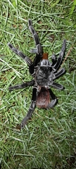 Sericopelma