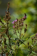 Lythrum virgatum