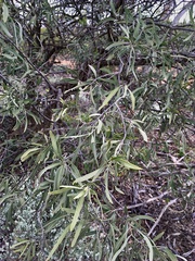 Alectryon oleifolius canescens