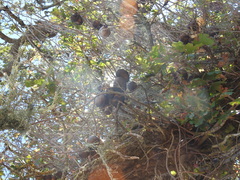 Andricus quercuscalifornicus