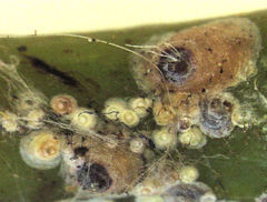 Hemiberlesia rapax
