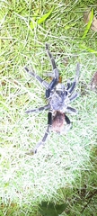 Sericopelma