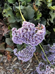 Limonium