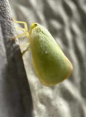 Flatidae