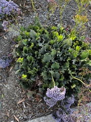 Limonium