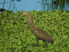 Tigrisoma mexicanum
