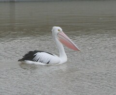 Pelecanus conspicillatus