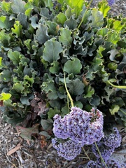 Limonium