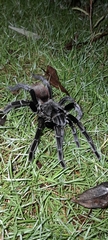 Sericopelma