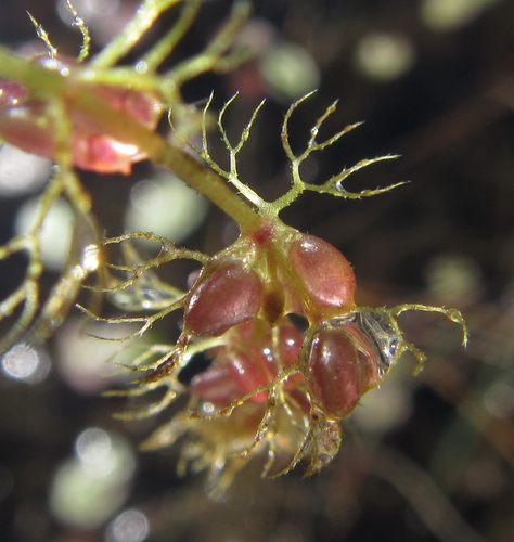 Utricularia reflexa image
