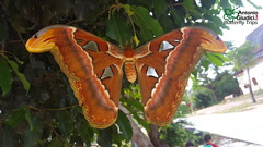 Attacus atlas