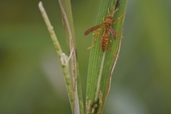 Gyrostoma