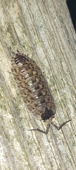 Porcellio spinicornis
