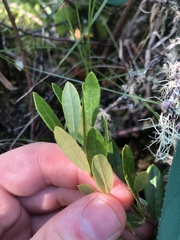 Chamaedaphne calyculata