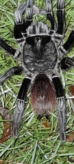 Sericopelma