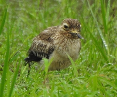 Burhinus indicus
