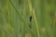 Notobitus meleagris