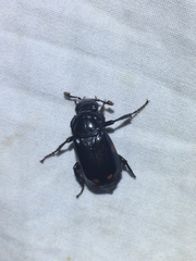 Nicrophorus pustulatus