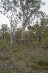 Hibbertia hypericoides hypericoides