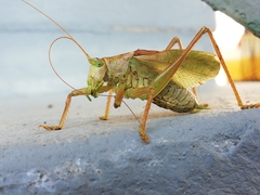 Tettigonia cantans