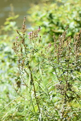 Lythrum virgatum