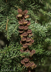 Pterospora andromedea