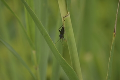 Notobitus meleagris