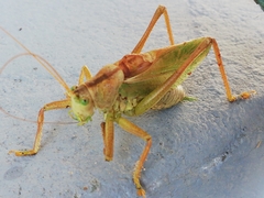 Tettigonia cantans