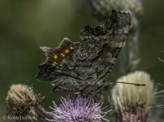 Polygonia faunus