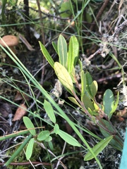 Chamaedaphne calyculata