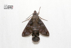 Macroglossum variegatum