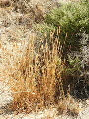 Phalaris aquatica