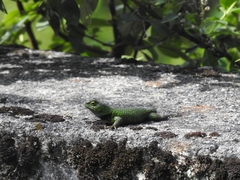 Sceloporus formosus