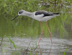 Himantopus himantopus