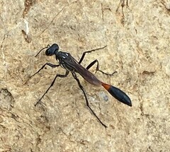 Ammophila procera