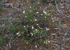 Grevillea synapheae synapheae