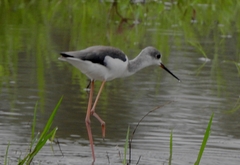 Himantopus himantopus