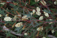 Grevillea synapheae synapheae