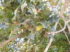 Quercus lobata