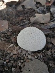 Lycoperdon curtisii