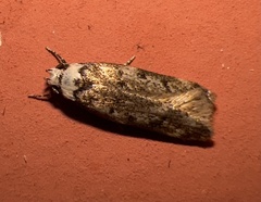 Endrosis sarcitrella