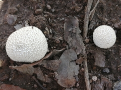 Lycoperdon curtisii