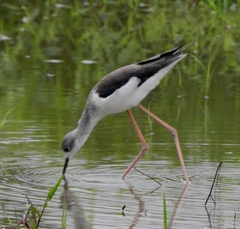 Himantopus himantopus