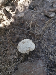 Lycoperdon curtisii