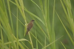 Lonchura punctulata topela