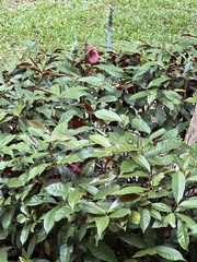 Excoecaria cochinchinensis