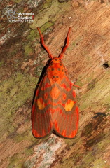 Ammatho cuneonotatus